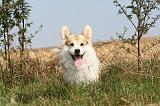 CORGI PEMBROKE 268